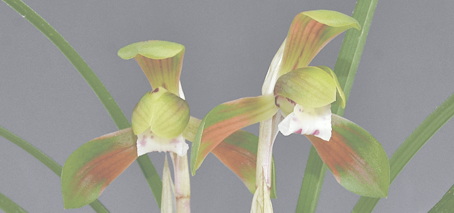 東洋蘭専門店 蘭翠苑