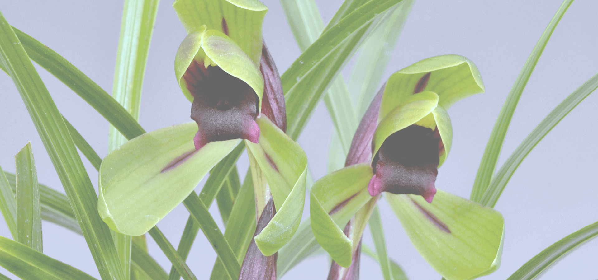 東洋蘭専門店 蘭翠苑