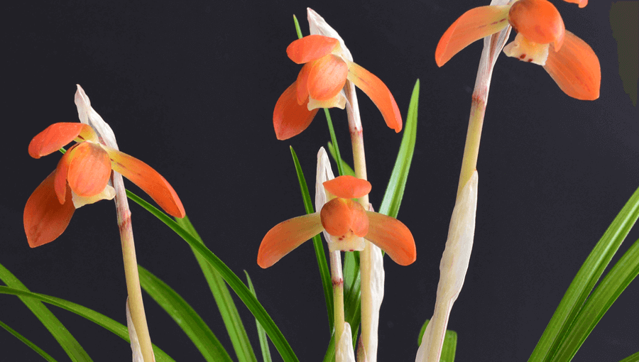 取り扱い商品一覧